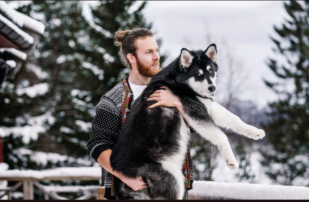 Husky dogs at a farm in Finnish Lapland.