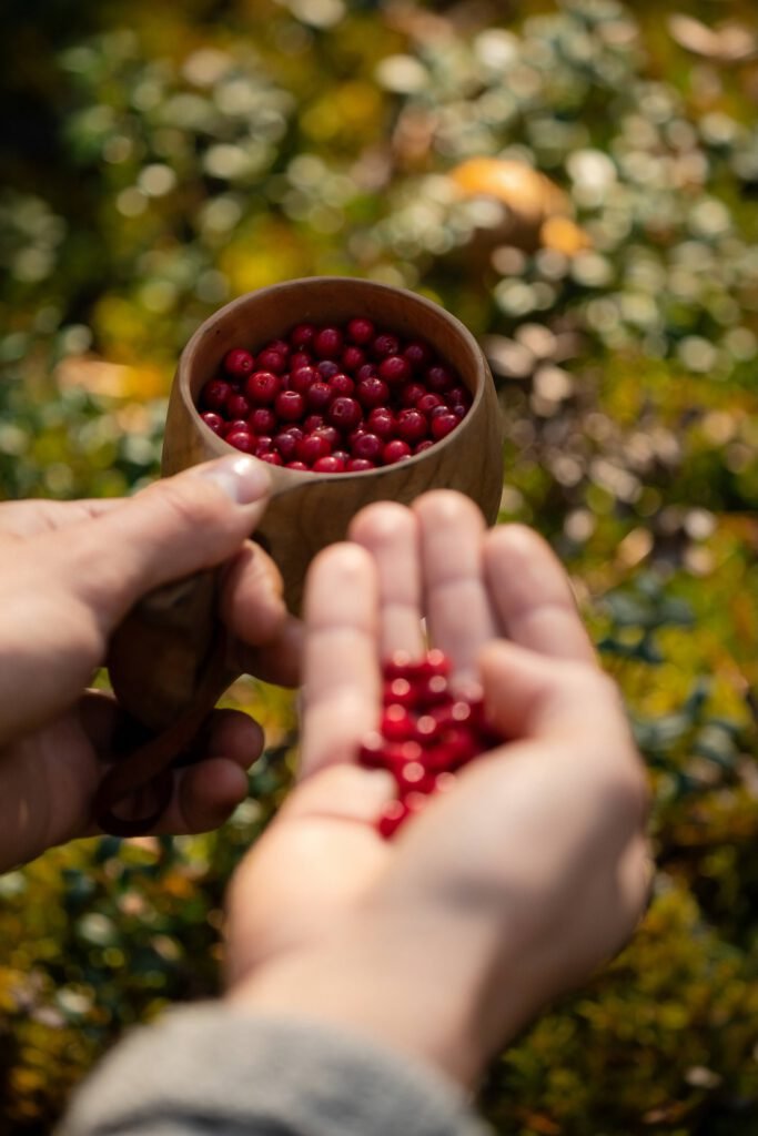 Hands gathering red lingonberries into a wooden bowl in a Finnish forest.