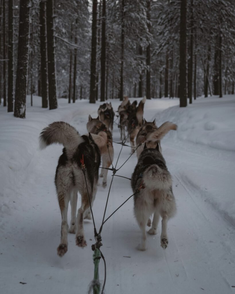 Husky safari through snowy forest trails