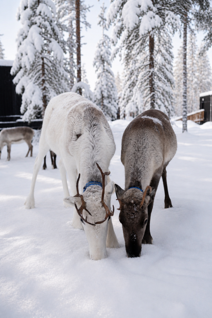 Reindeer standing in a snowy Lapland forest