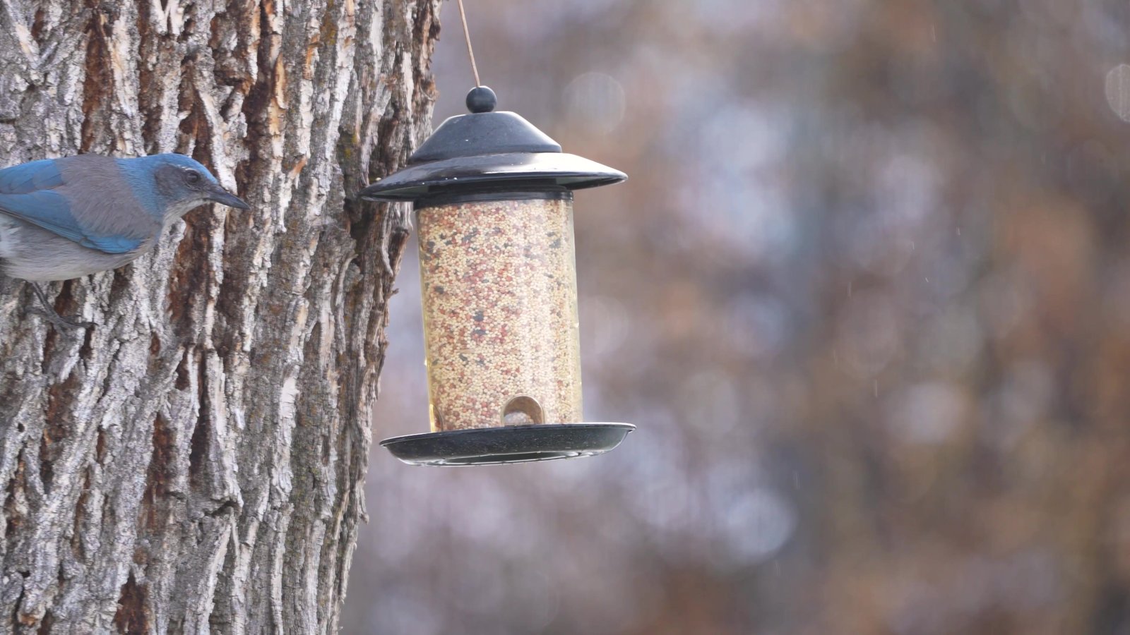 Wild bird beside a hanging feeder on a tree in a snowy Finnish forest.
