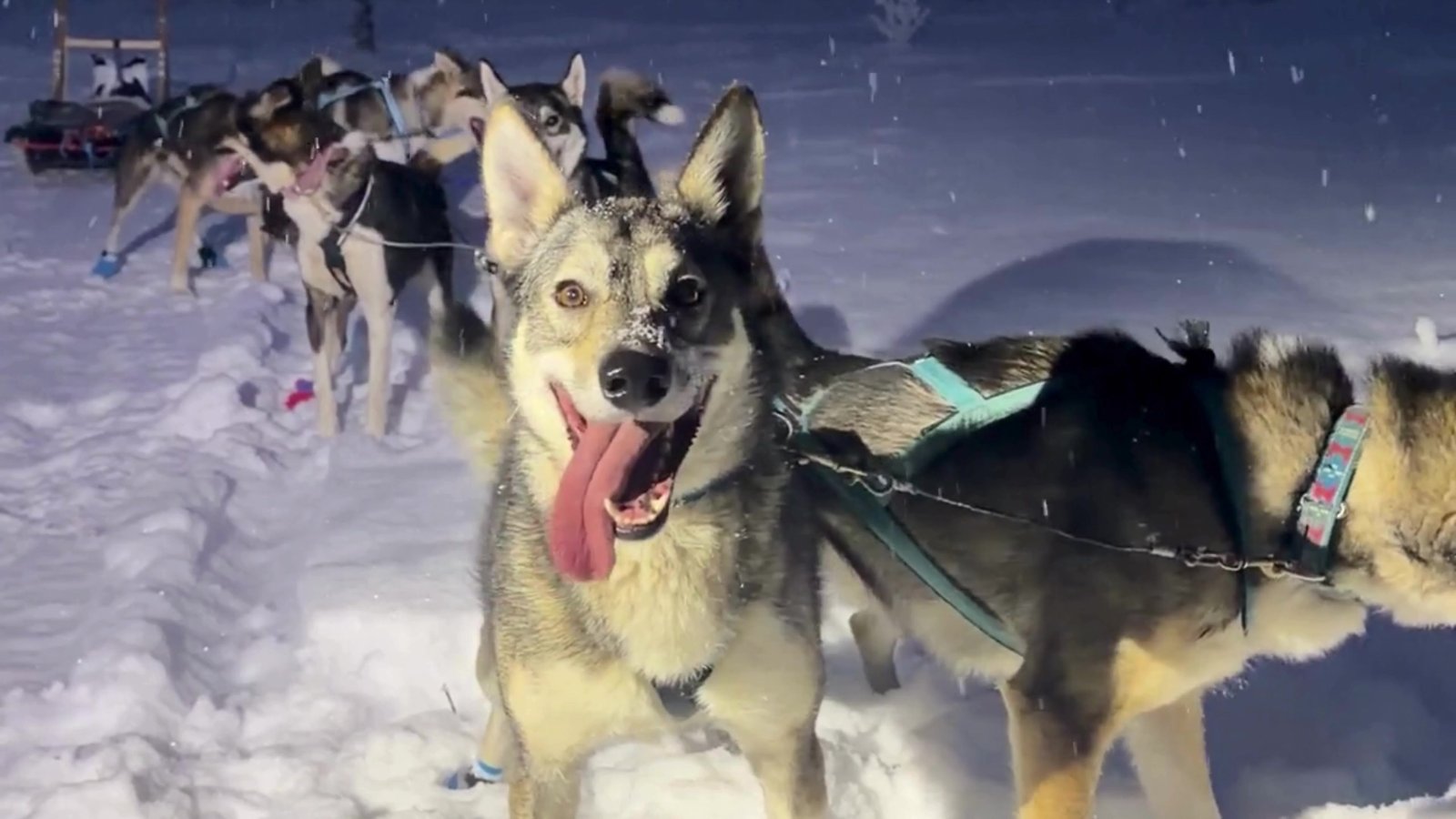 Huskies harnessed for a sled ride in falling snow in Lapland.