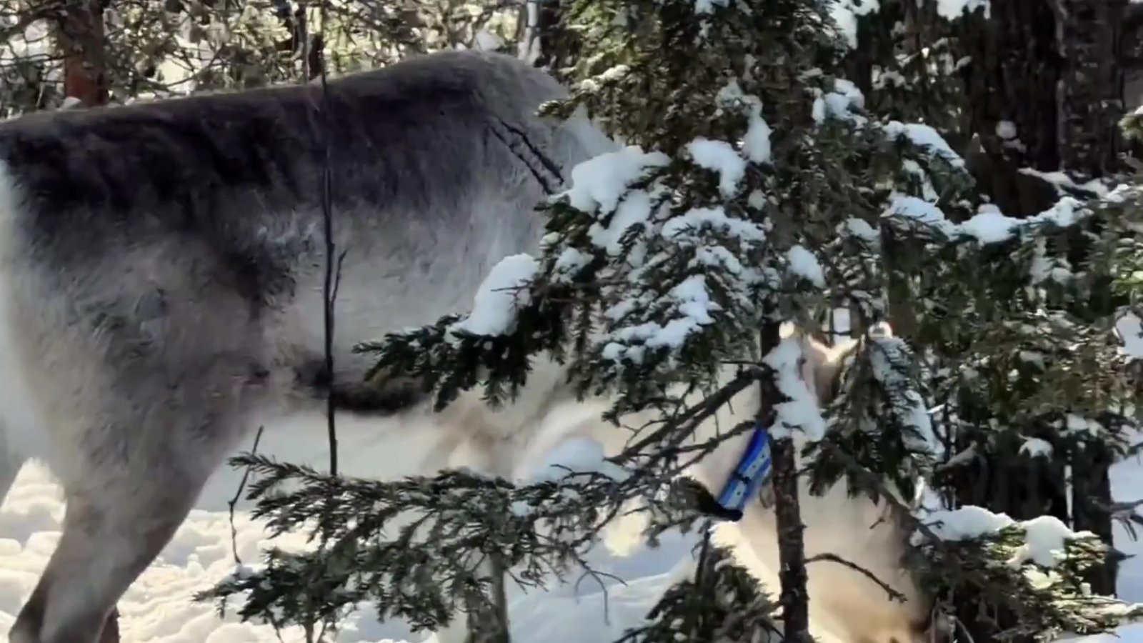 Reindeer walking through snow-covered Lapland forest.